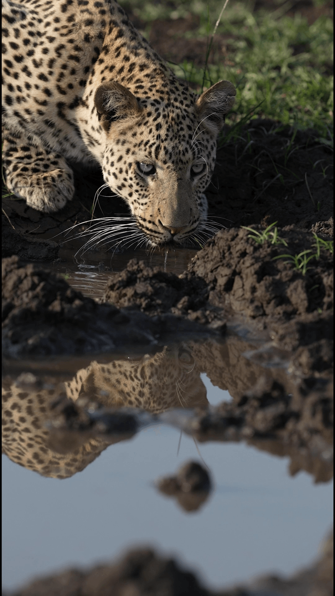Singita_Leopard_Drinking_Reel