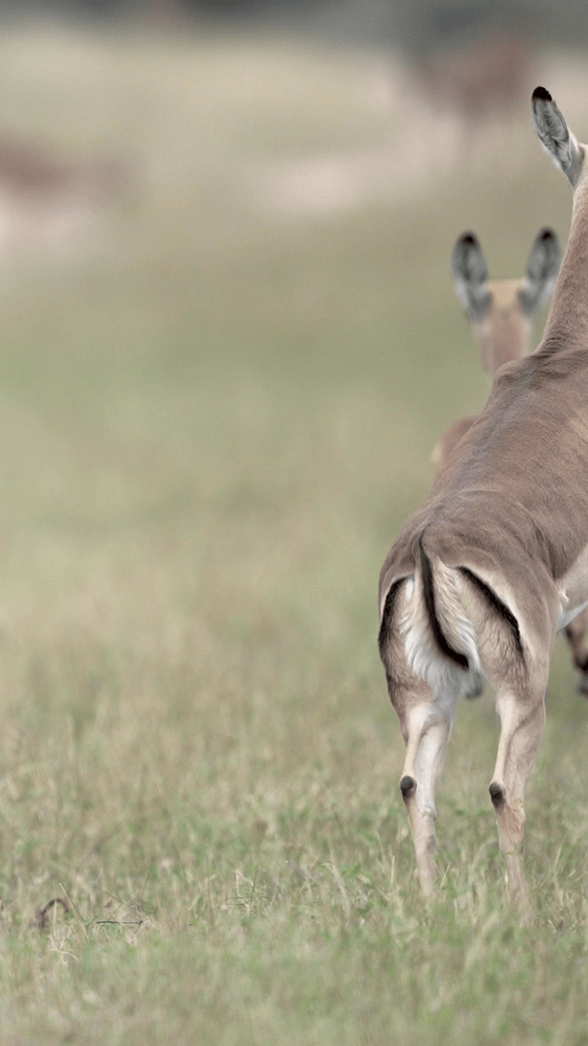 Singita_Impala Stotting_Reel